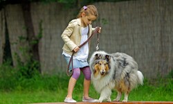 Das Zusammenspiel von Mensch und Hund will gelernt sein – und muss es in Wien seit 2019 auch.