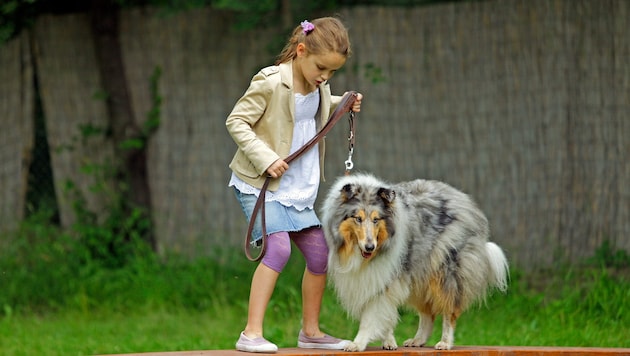 Das Zusammenspiel von Mensch und Hund will gelernt sein – und muss es in Wien seit 2019 auch.