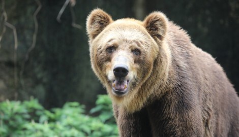 Braunbären sind in Kärnten einerseits geschützt, andererseits darf man ihr Fleisch verkaufen und ...