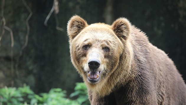 Braunbären sind in Kärnten einerseits geschützt, andererseits darf man ihr Fleisch verkaufen und ...