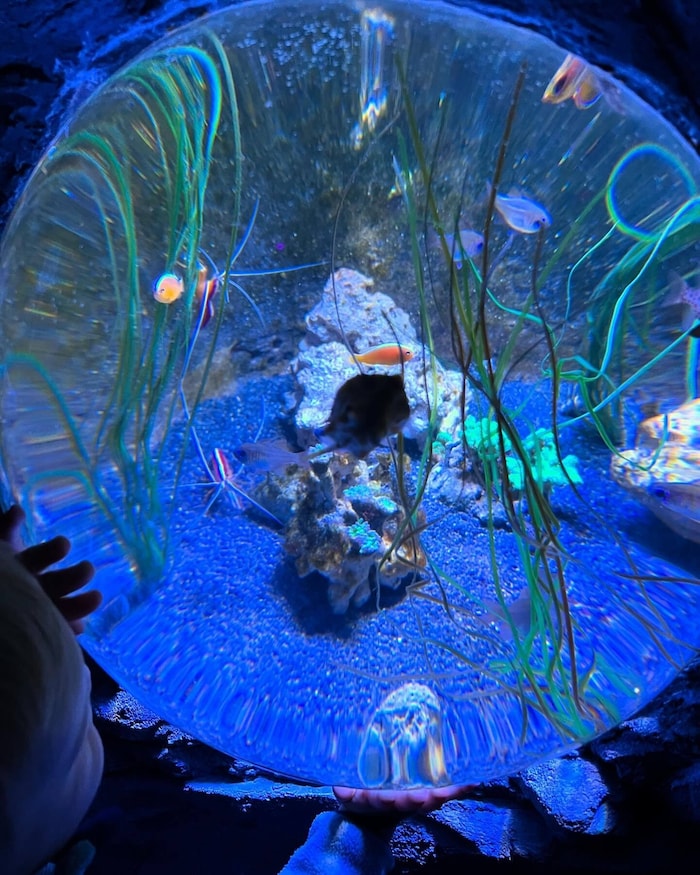 Das Aquarium Sealife in Konstanz.