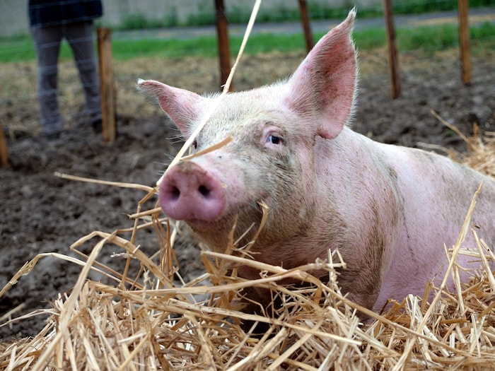 Sogar in der Steiermark haben nur wenige Schweine das Privileg, auf Stroh leben zu dürfen ...