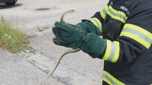 Das 1,5 Meter lange Reptil wurde eingefangen und später wieder in die Freiheit entlassen.