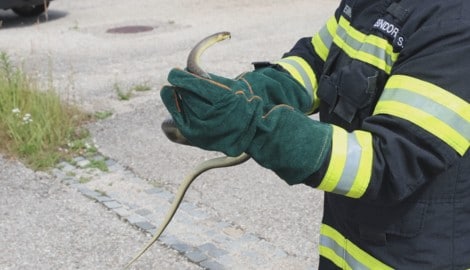 Das 1,5 Meter lange Reptil wurde eingefangen und später wieder in die Freiheit entlassen.