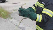 Das 1,5 Meter lange Reptil wurde eingefangen und später wieder in die Freiheit entlassen.