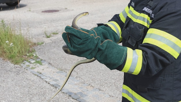 Das 1,5 Meter lange Reptil wurde eingefangen und später wieder in die Freiheit entlassen.