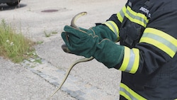 Das 1,5 Meter lange Reptil wurde eingefangen und später wieder in die Freiheit entlassen.