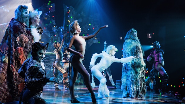 Das Kult-Musical „Cats“ ist ab heute im Linzer Musiktheater zu sehen.