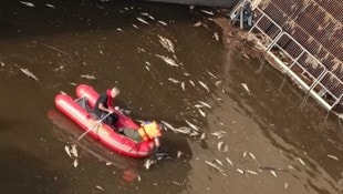 Schon am Samstagabend wurden tote Tiere herausgefischt.