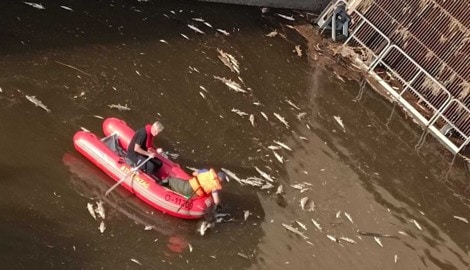 Schon am Samstagabend wurden tote Tiere herausgefischt.