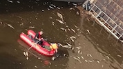 Schon am Samstagabend wurden tote Tiere herausgefischt.