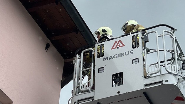 Die Freiwillige Feuerwehr Saalfelden rettete den Falken aus zehn Metern Höhe.