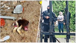 Den Tieren auf den Höfen der 52-Jährigen ist entsetzliches Leid widerfahren. Nun stand die ...