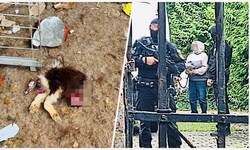 Den Tieren auf den Höfen der 52-Jährigen ist entsetzliches Leid widerfahren. Nun stand die ...