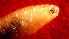 Die Larven der Neuwelt-Schraubenwurmfliege sind gefräßig – sie nisten sich gerne in offenen ...