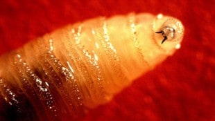 Die Larven der Neuwelt-Schraubenwurmfliege sind gefräßig – sie nisten sich gerne in offenen ...