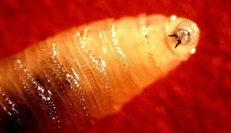 Die Larven der Neuwelt-Schraubenwurmfliege sind gefräßig – sie nisten sich gerne in offenen ...