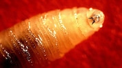 Die Larven der Neuwelt-Schraubenwurmfliege sind gefräßig – sie nisten sich gerne in offenen ...