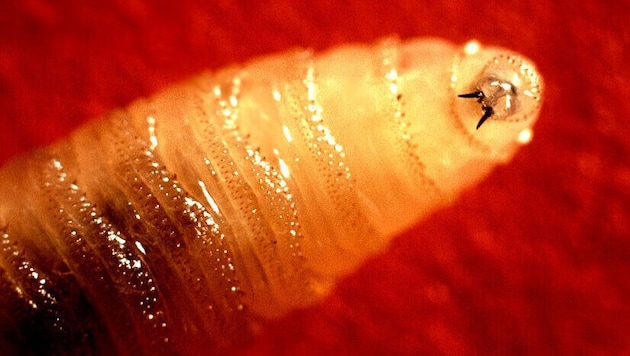Die Larven der Neuwelt-Schraubenwurmfliege sind gefräßig – sie nisten sich gerne in offenen ...