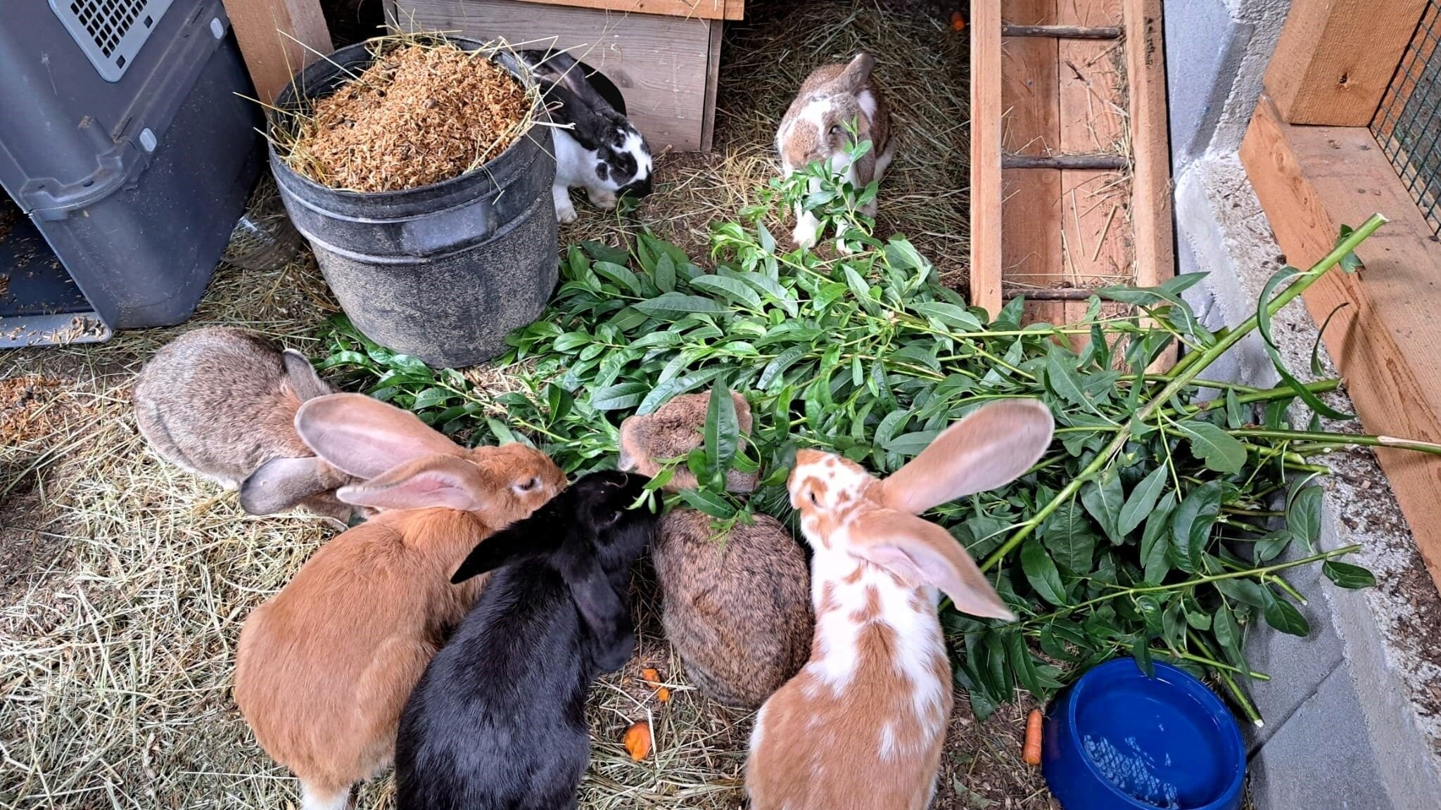 Hoppeln ins Glück in der neuen Behausung.