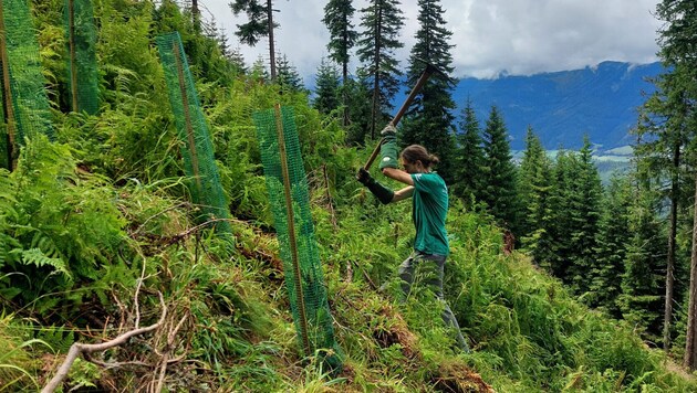 Der freiwillige Helfer Benjamin lockert den Boden mit einer Wiedehopfhaue