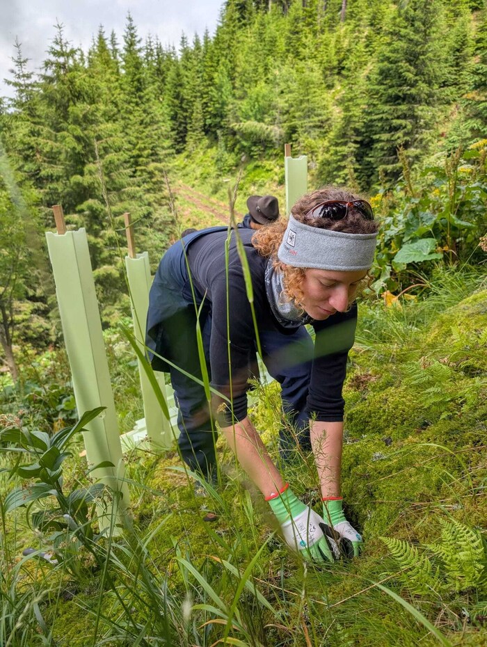 Claudia pflanzt eine Esche.