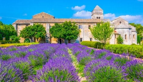Der Duft des Südens riecht nach Lavendel und Kräutern. Im Kloster Saint-Paul-de- Mausole ...