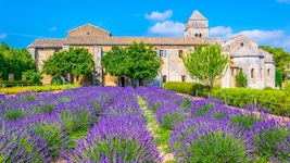 Der Duft des Südens riecht nach Lavendel und Kräutern. Im Kloster Saint-Paul-de- Mausole ...
