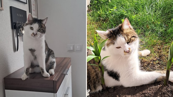 Wo steckt die gefleckte Fellnase nur?