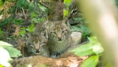 Das Gehege wird fleißig erkundet, natürlich unter dem wachsamen Auge der Luchs-Mutter.