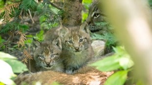Das Gehege wird fleißig erkundet, natürlich unter dem wachsamen Auge der Luchs-Mutter.