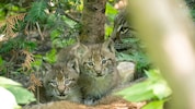 Das Gehege wird fleißig erkundet, natürlich unter dem wachsamen Auge der Luchs-Mutter.