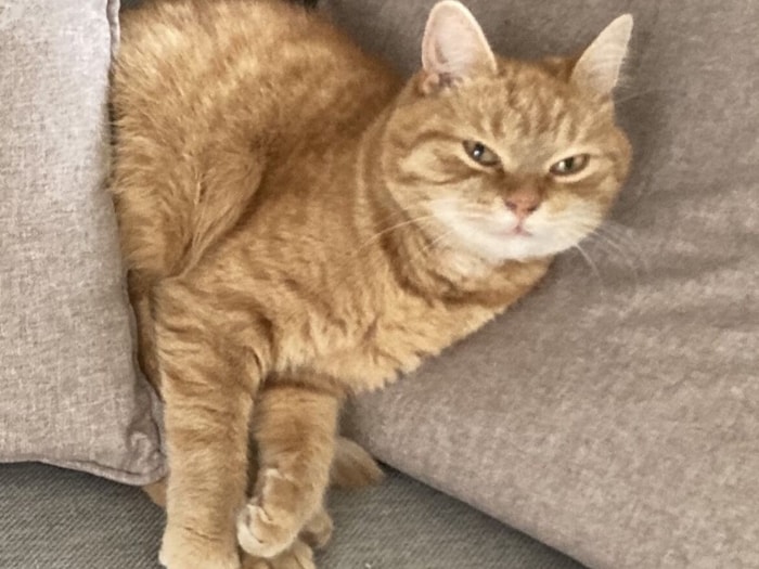 Hat jemand Fräulein Brösel gesehen?