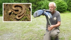 Werner Stangl mit dem trächtigen Hybrid-Weibchen. Kl. Bild: das erste Bastard-Exemplar, gefunden ...