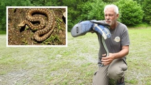 Werner Stangl mit dem trächtigen Hybrid-Weibchen. Kl. Bild: das erste Bastard-Exemplar, gefunden ...