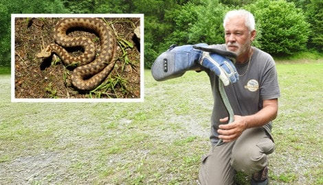 Werner Stangl mit dem trächtigen Hybrid-Weibchen. Kl. Bild: das erste Bastard-Exemplar, gefunden ...