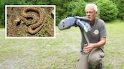 Werner Stangl mit dem trächtigen Hybrid-Weibchen. Kl. Bild: das erste Bastard-Exemplar, gefunden ...