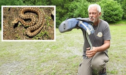 Werner Stangl mit dem trächtigen Hybrid-Weibchen. Kl. Bild: das erste Bastard-Exemplar, gefunden ...