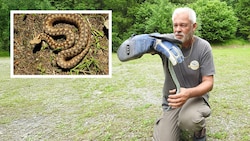Werner Stangl mit dem trächtigen Hybrid-Weibchen. Kl. Bild: das erste Bastard-Exemplar, gefunden ...