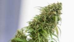 Die Pflanzen waren in Blüte.