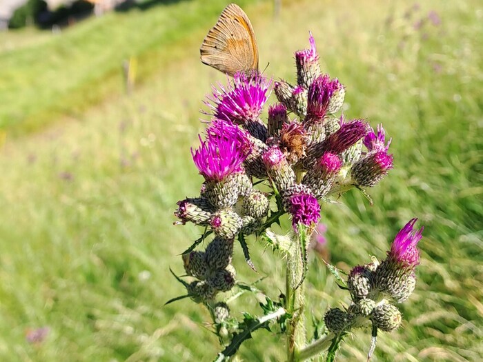 Die Distel.
