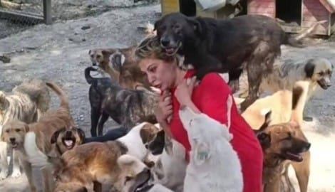 Ayse Özdemir kämpft um das Leben von 500 Hunden.