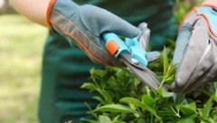 Mit einer Gartenschere soll der jüngere Gärtner den älteren attackiert haben.