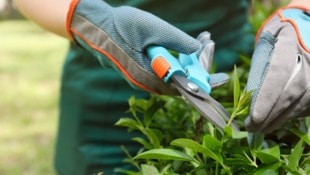 Mit einer Gartenschere soll der jüngere Gärtner den älteren attackiert haben.