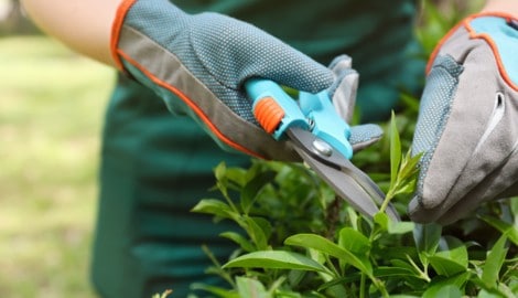 Mit einer Gartenschere soll der jüngere Gärtner den älteren attackiert haben.