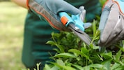 Mit einer Gartenschere soll der jüngere Gärtner den älteren attackiert haben.
