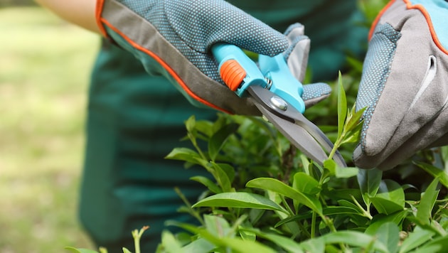 Mit einer Gartenschere soll der jüngere Gärtner den älteren attackiert haben.