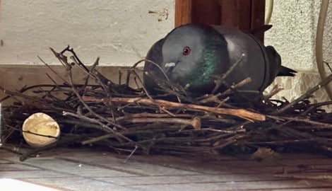 Die Taubenmama sitzt rund 17 Tage fast Tag und Nacht auf ihrem Nest.