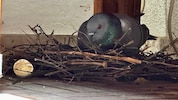 Die Taubenmama sitzt rund 17 Tage fast Tag und Nacht auf ihrem Nest.