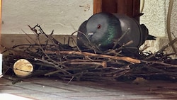 Die Taubenmama sitzt rund 17 Tage fast Tag und Nacht auf ihrem Nest.